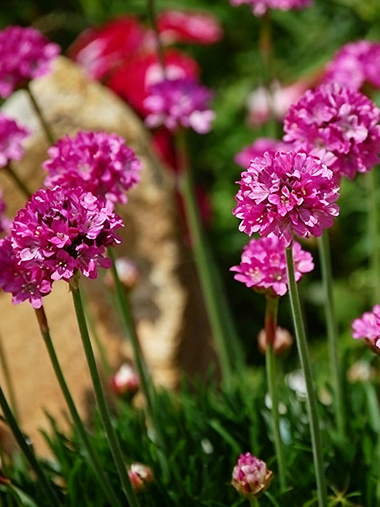 Sea Thrift Armeria Maritima