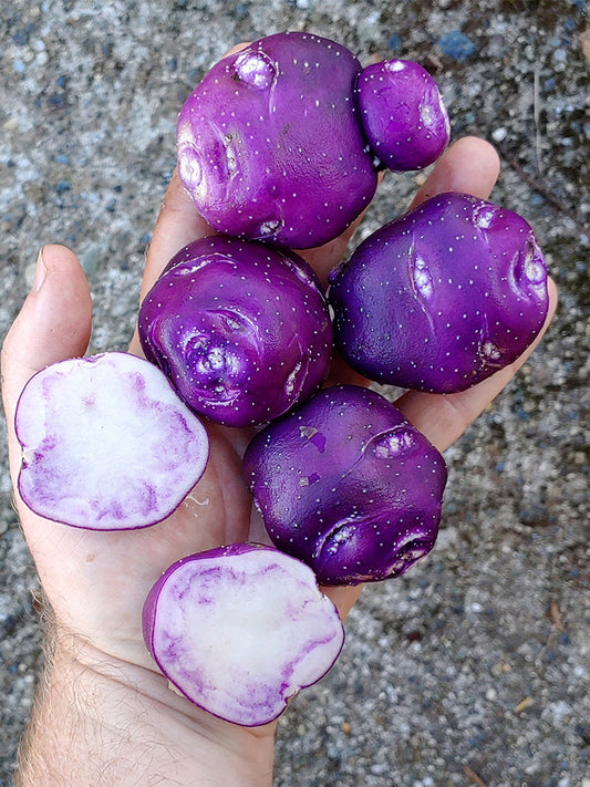True Potato Seeds (TPS), Chiar Choque Pitu (Solanum curtilobum)