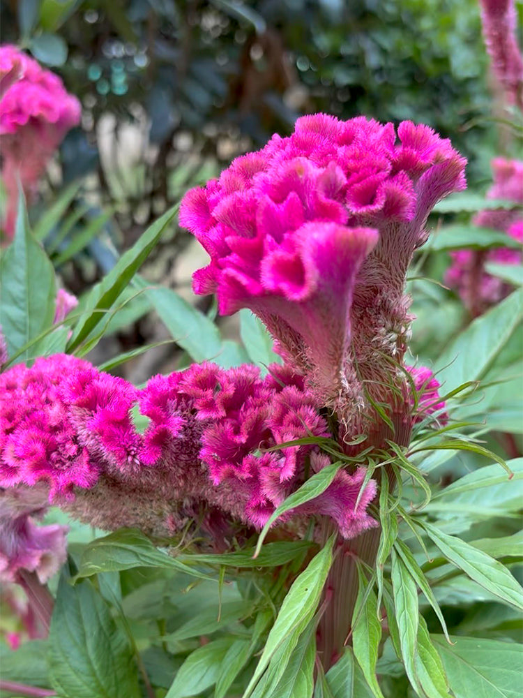Hezhichun Purple Cockscomb