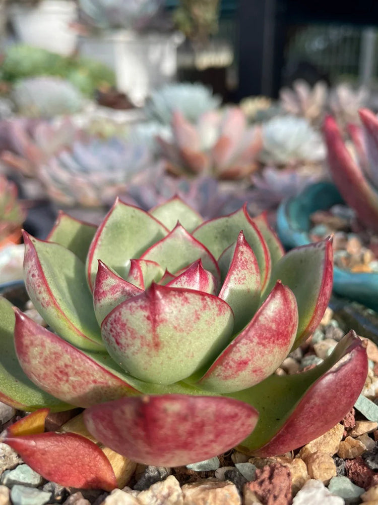Echeveria cv. 'Bullfighter'