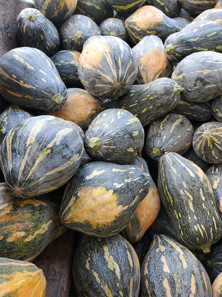 Sweet Taro Flavor Pumpkin