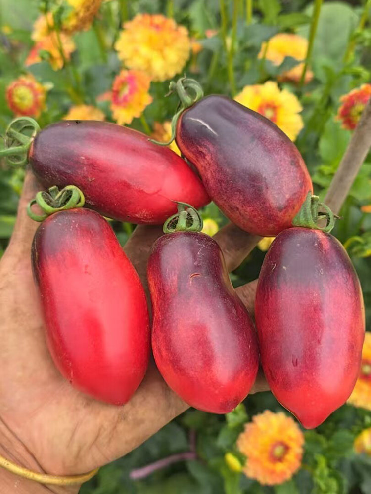 1082 Wild Eggplant Tomato