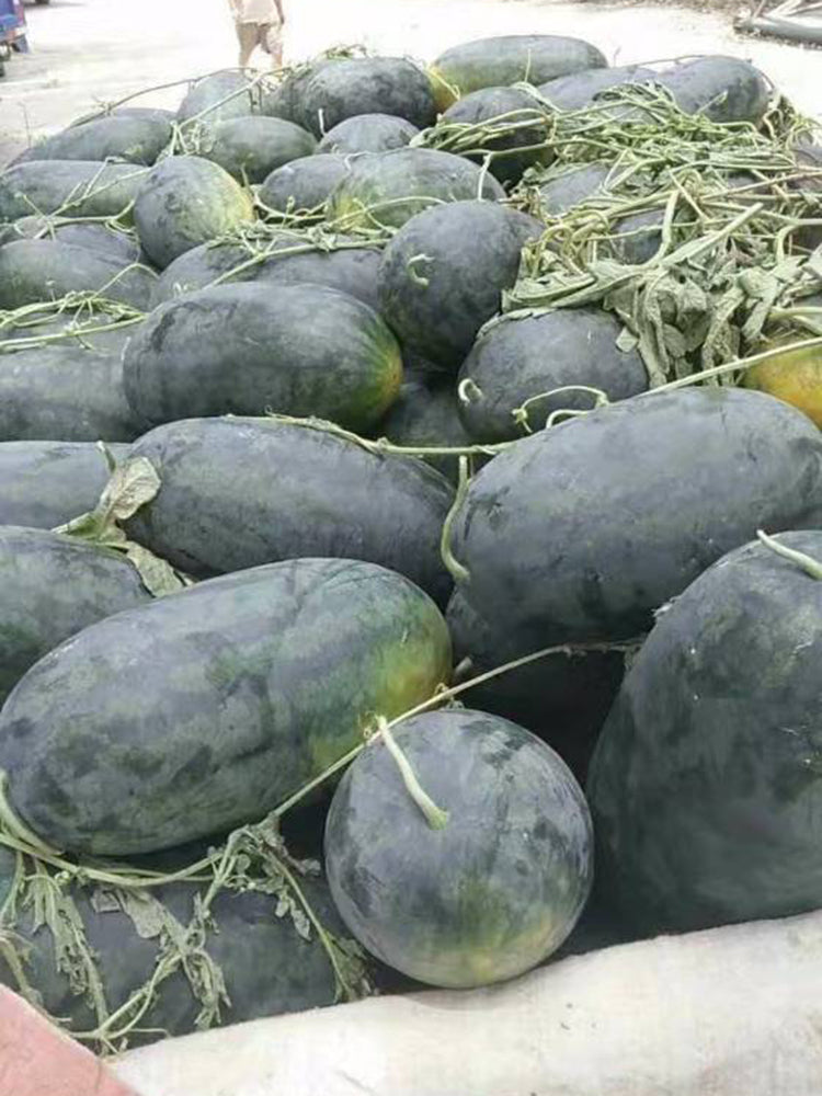 'Midnight Emperor' Black Beauty Watermelon