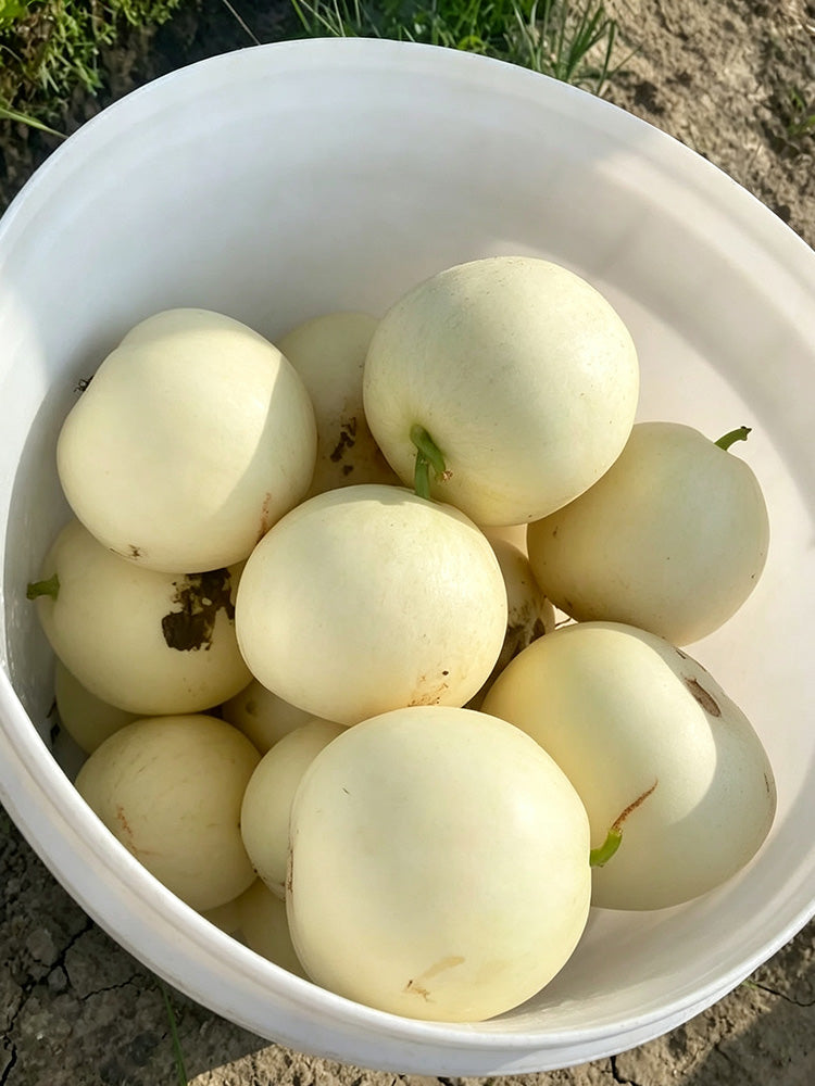 Shengyu No.1 F1 Melon