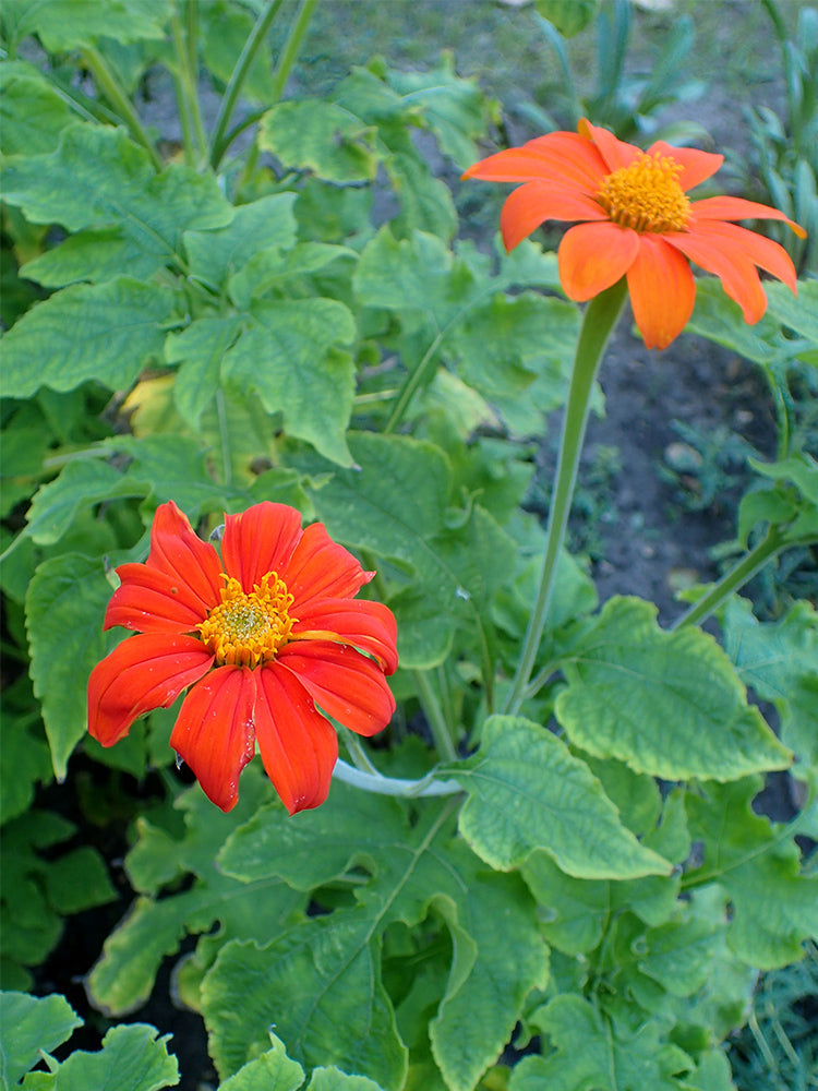 Mexican Sunflower