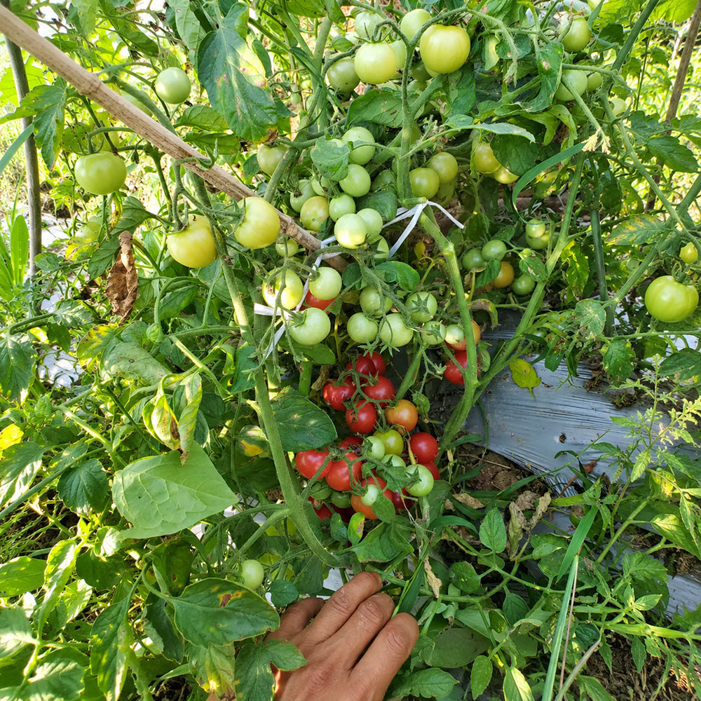 214 Cherry Falls F1 Tomato