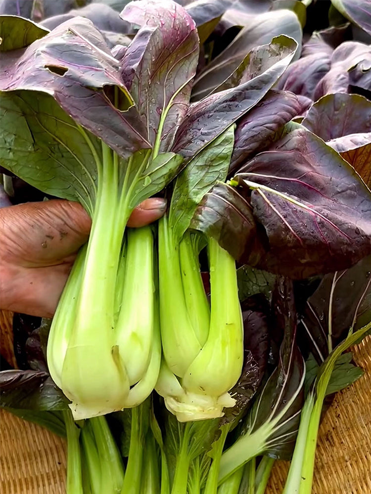 'Ziguifei' Purple Bok Choy