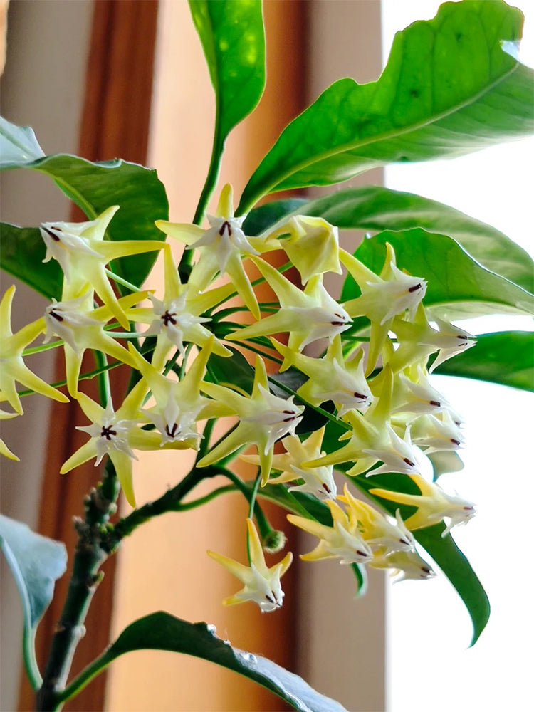 Hoya multiflora Unrooted Stem Cuttings