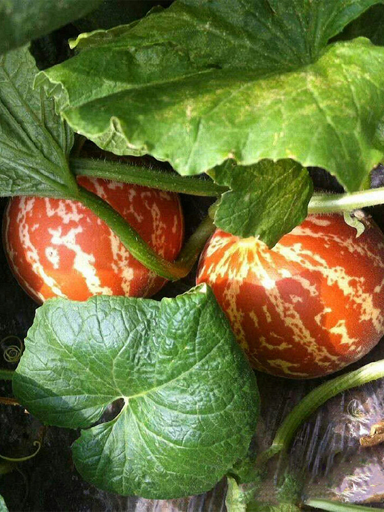 Seed Needs Tigger Melon Seeds – 20 Heirloom Seeds – Non-GMO, Untreated – Small Striped Fruits With Sweet Flavor
