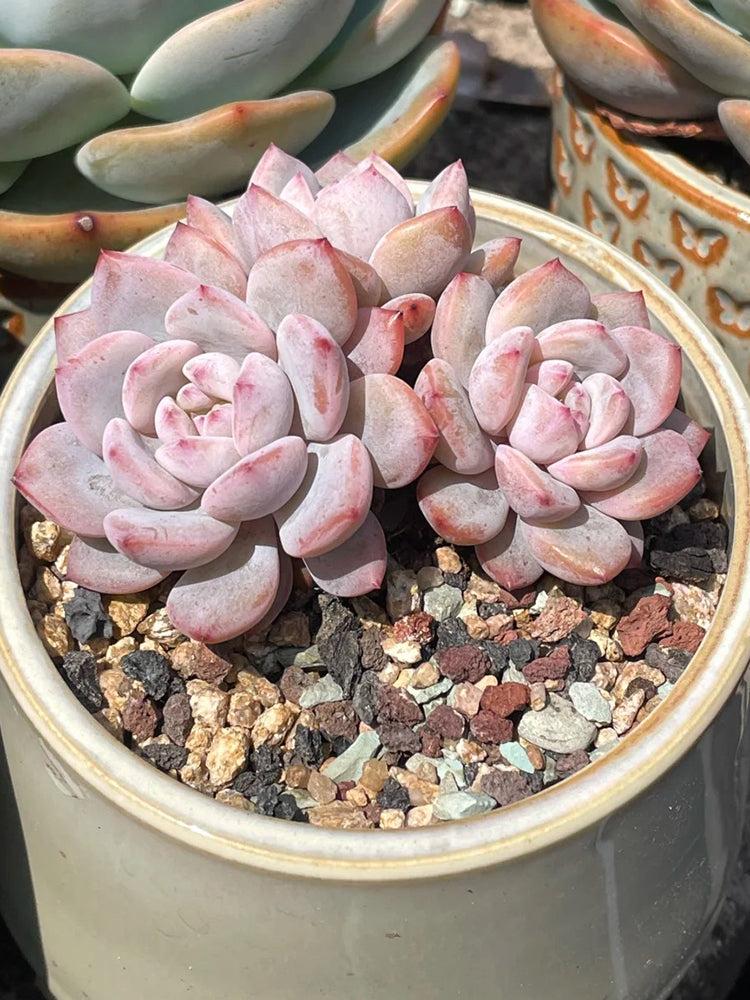Echeveria cv. 'Starlight Orange'