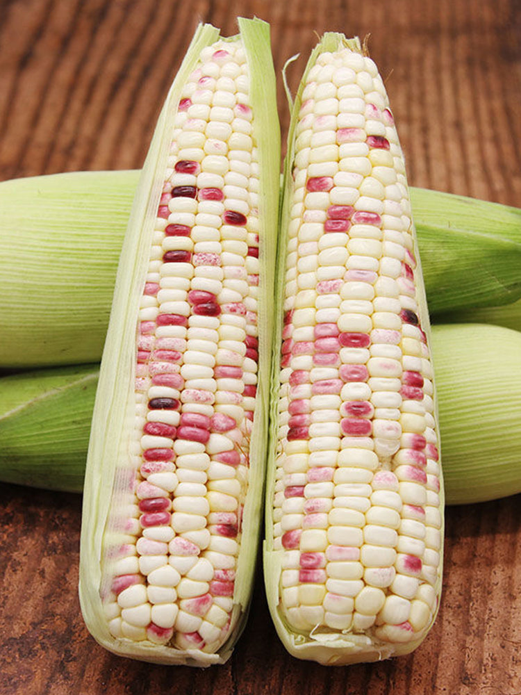 Color Sweet-waxy Corn No.102