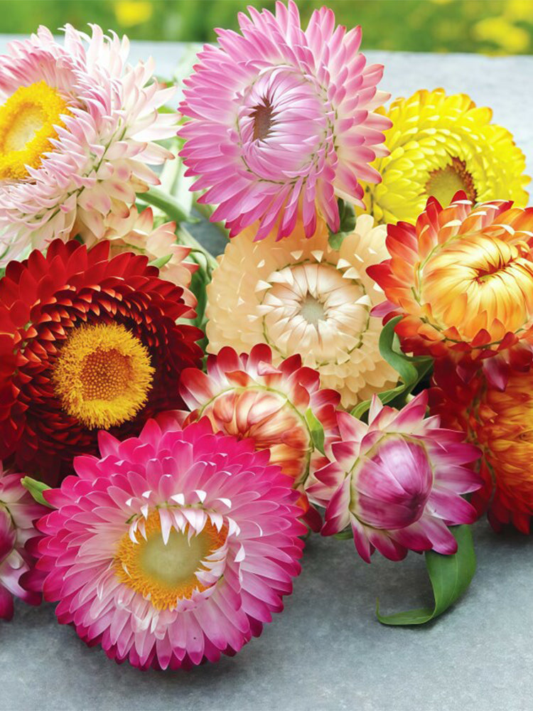 He Zhi Chun Strawflower