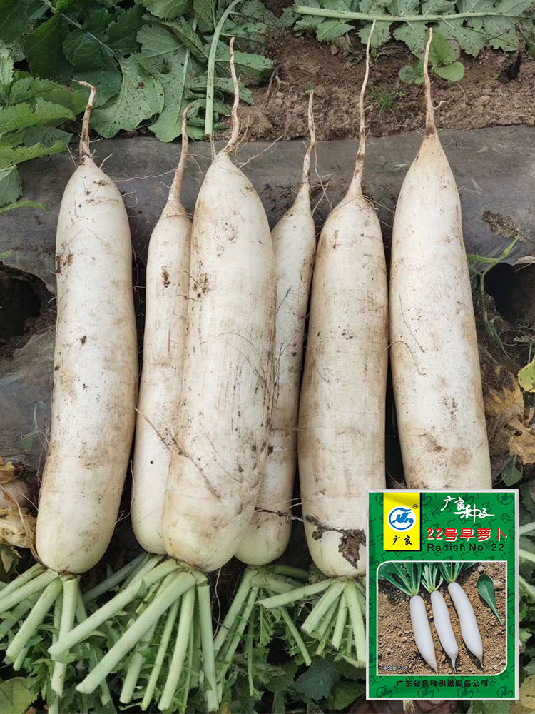 'Guangliang No.22' Radish