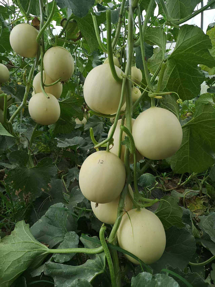 Caidu Jinyu No. 12 Muskmelon