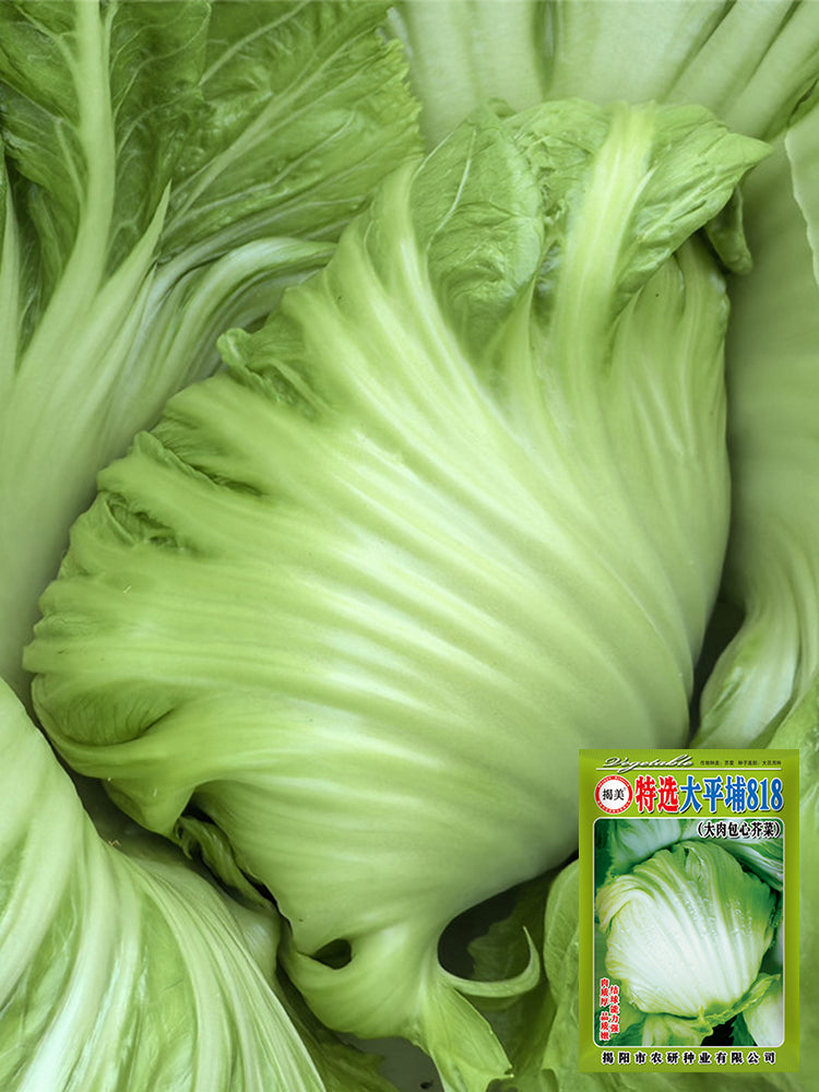 'Selected Dapingpu 818' Mustard Greens