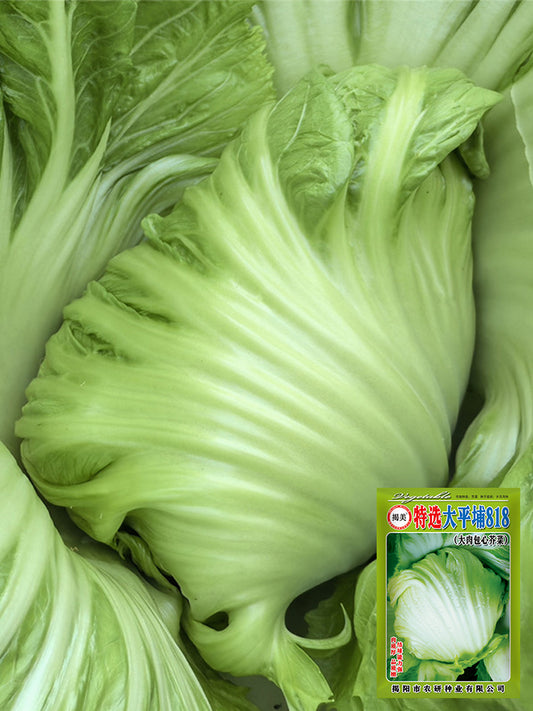 'Selected Dapingpu 818' Mustard Greens