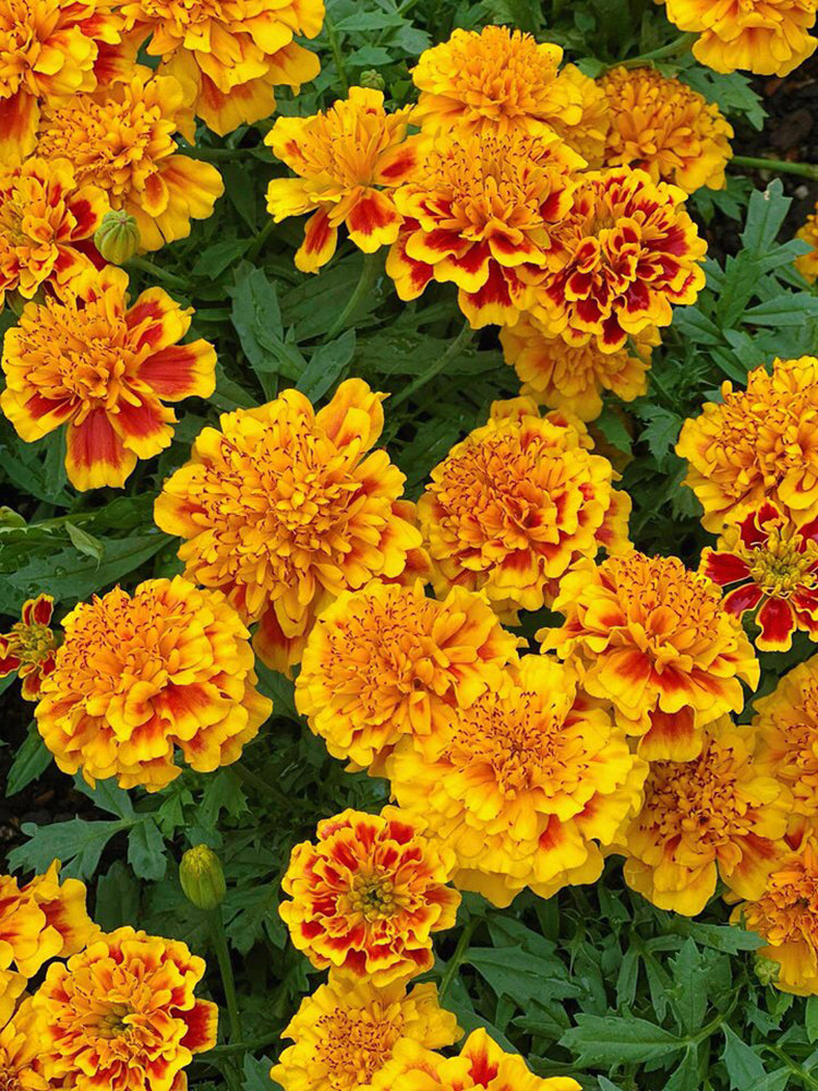 Dwarf French Marigold