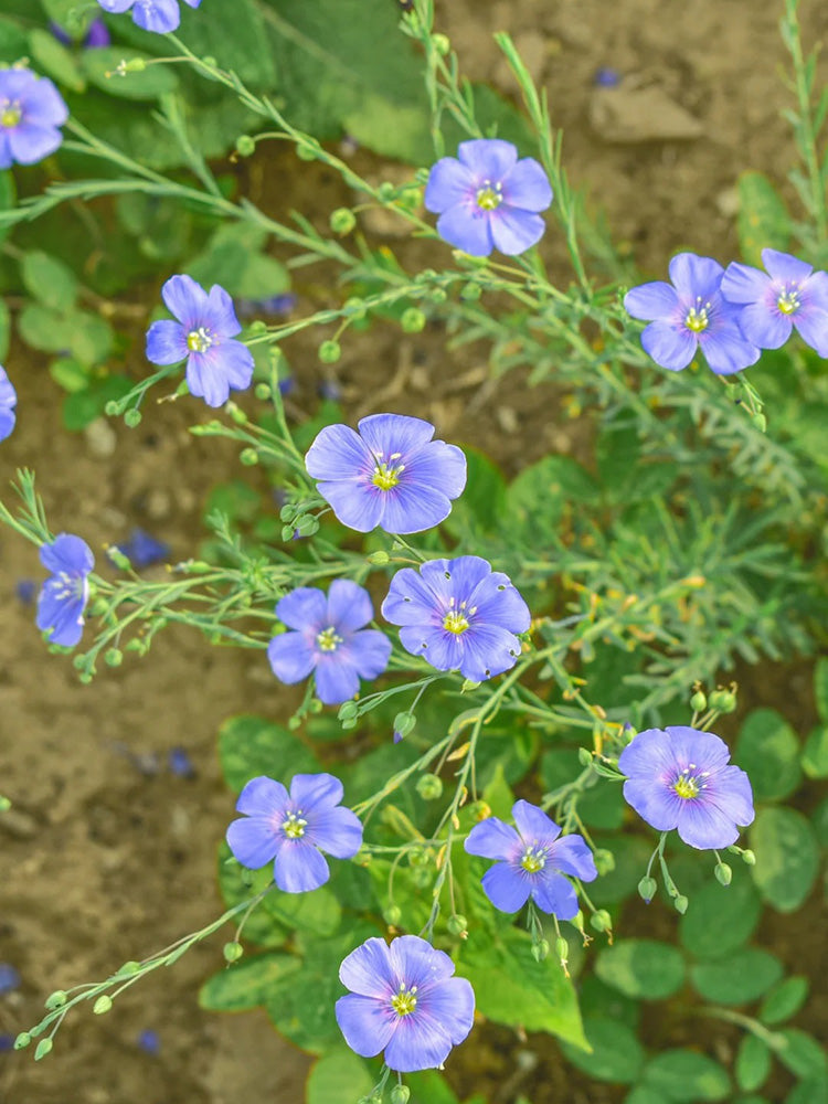 Blue Flax