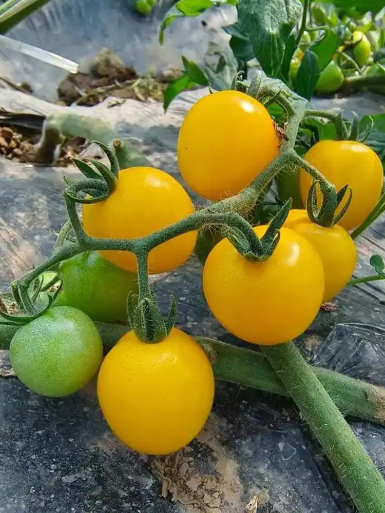 ‘Yellow Millennium’ Cherry Tomatoes