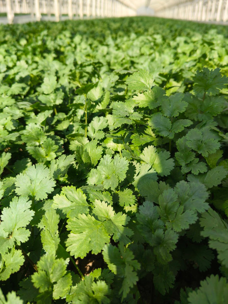 Yunxiang 369 Coriander