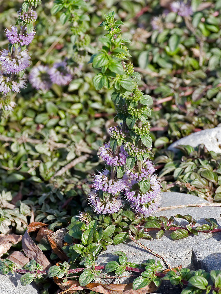Pennyroyal Mint