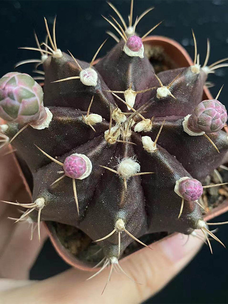 Gymnocalycium mihanovichii 'Hibotan Purple'