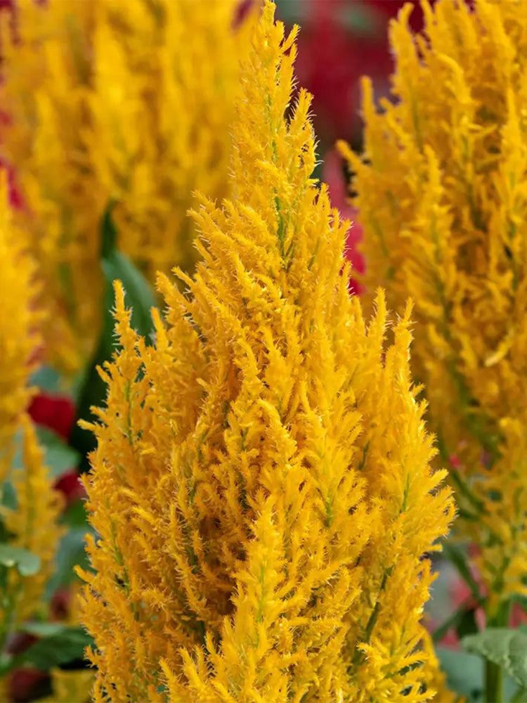 Hezhichun Yellow Feathered Cockscomb