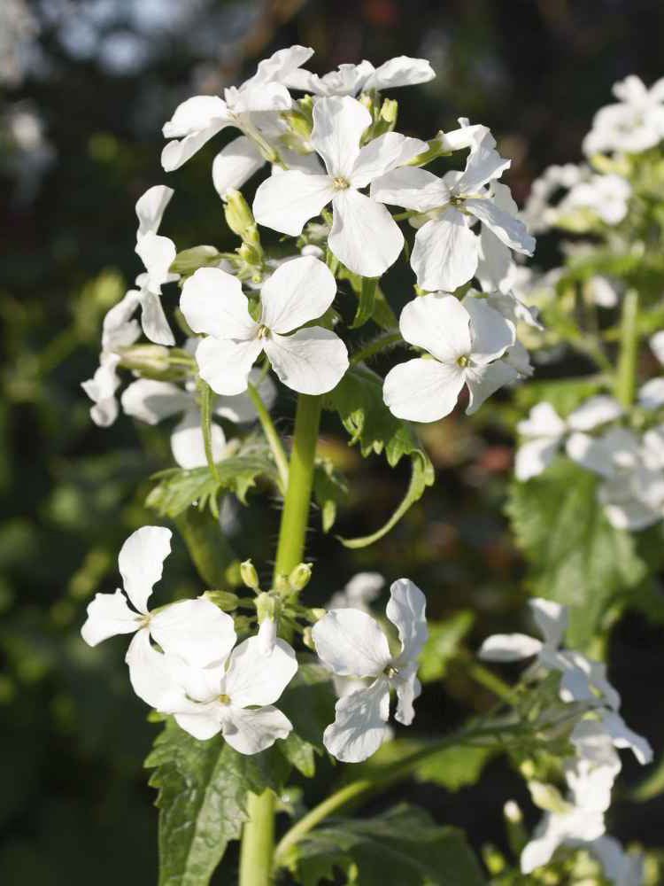 White Honesty Silver Dollar