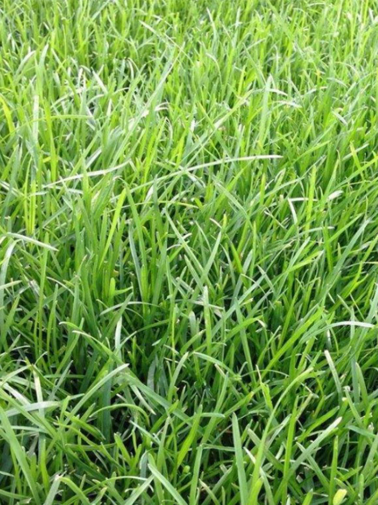 Poa pratensis 'Fargo BT'