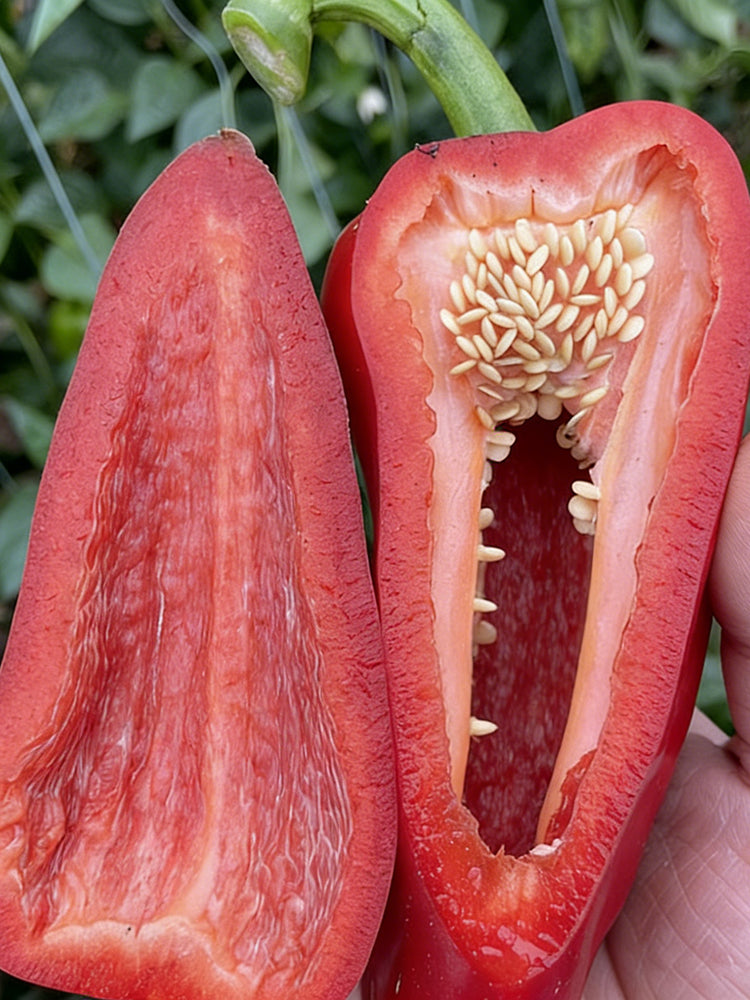 Conical Red Sweet Pepper