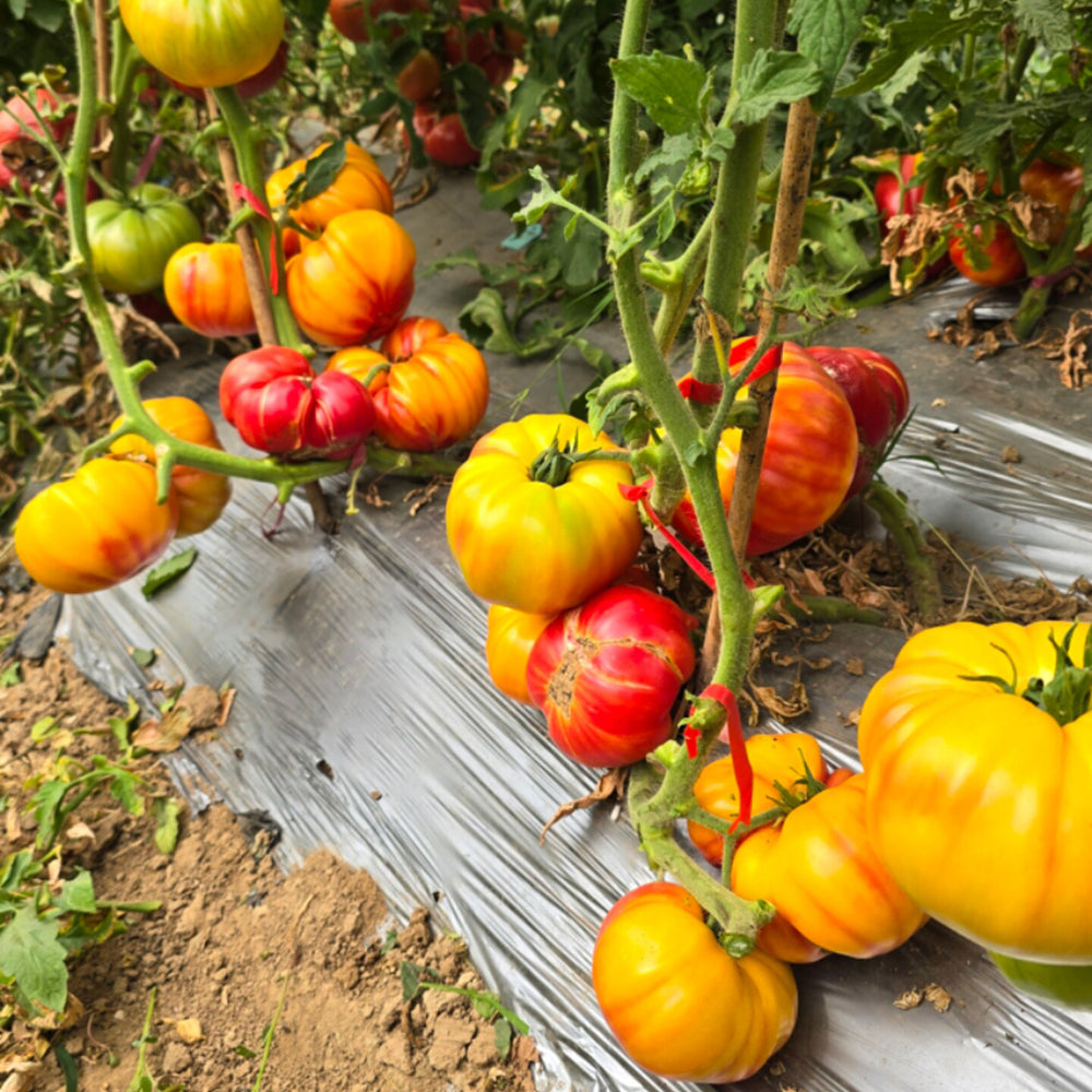 819 Yellow Marble Tomato