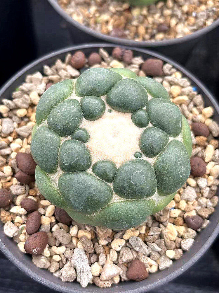 Coryphantha elephantidens cv. inermis