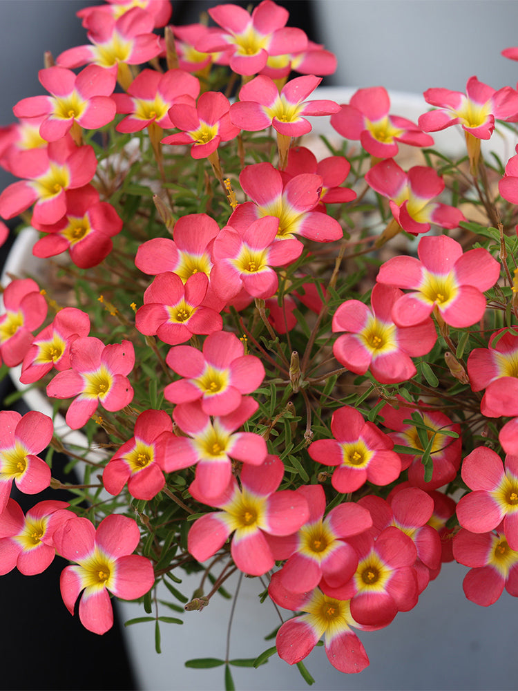 Oxalis 'Scarlet Witch'