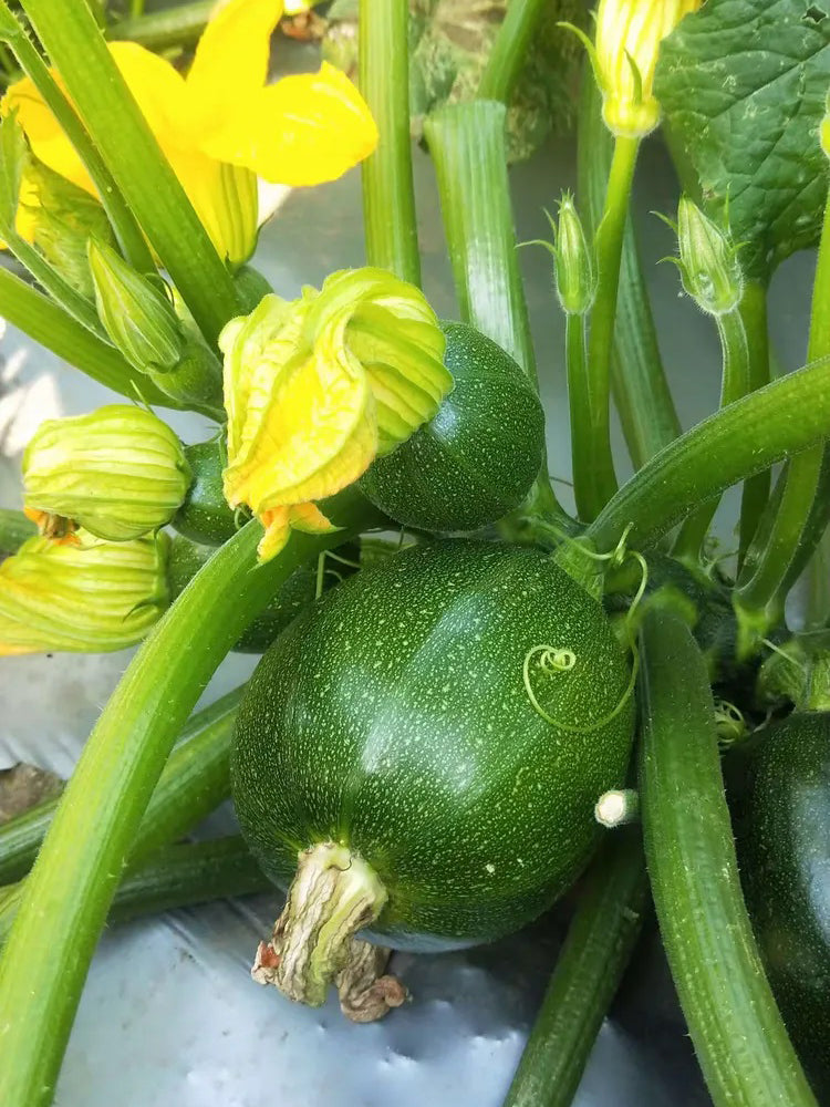 Bush Zucchini