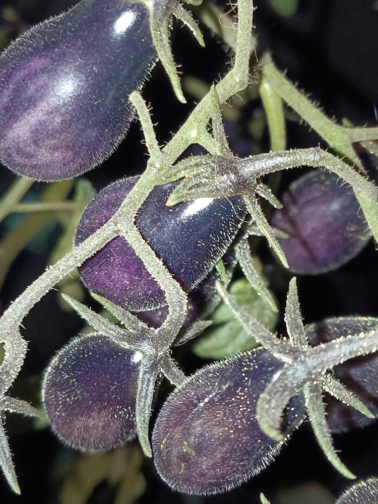 Black Key Tomato