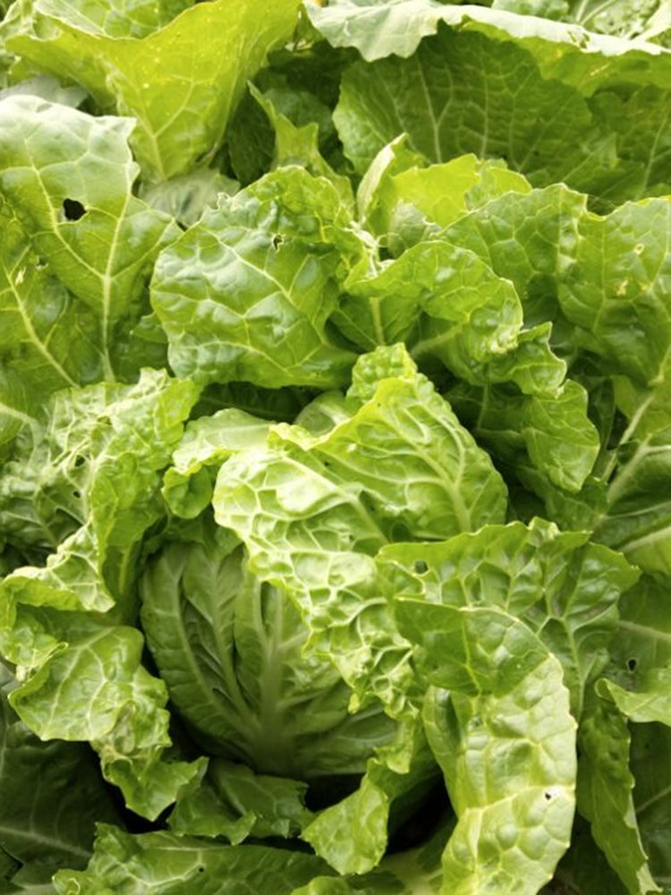 Jiemei 203 Xiayang Chinese Cabbage