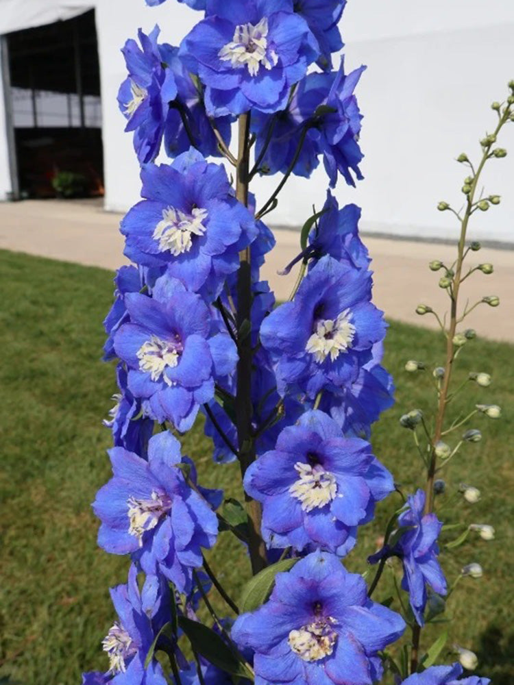 Blue Grandiflora Delphinium