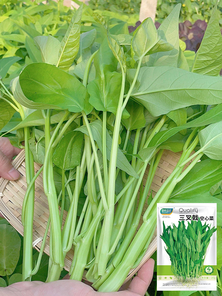 Trident Water Spinach