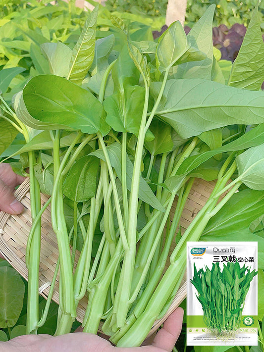 Trident Water Spinach