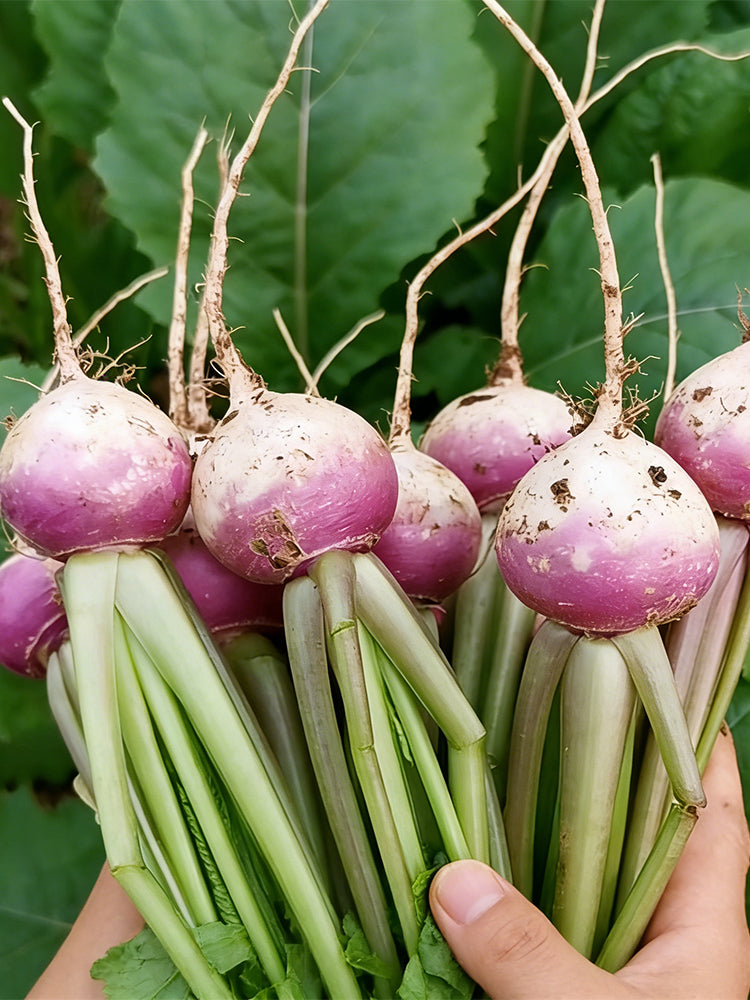 'Lucky' F1 Hybrid Turnip