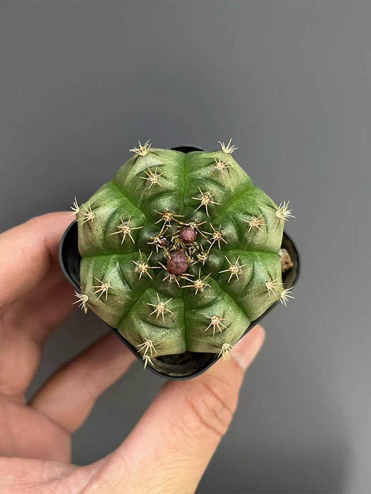 Gymnocalycium anisitsii