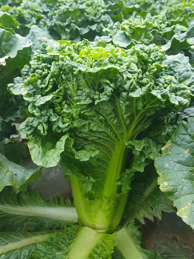 'Cuiqing 75' Qingmaye Chinese Cabbage