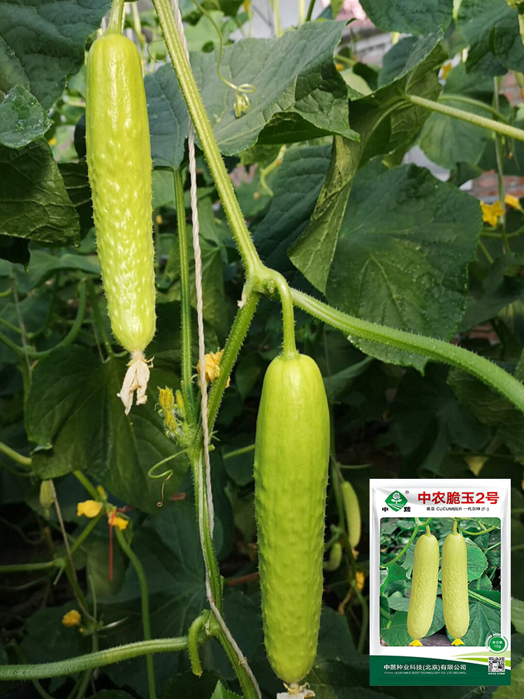 Zhongnong Cuiyu No. 2 Cucumber