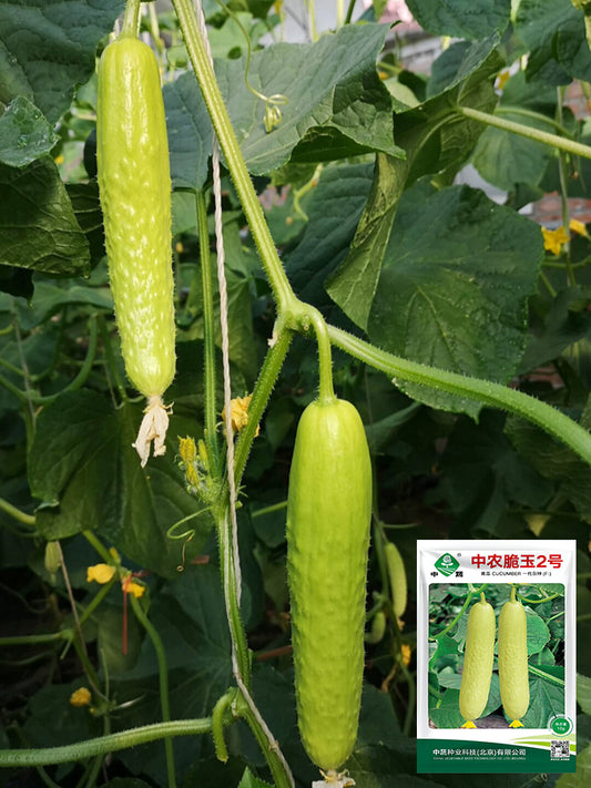 Zhongnong Cuiyu No. 2 Cucumber