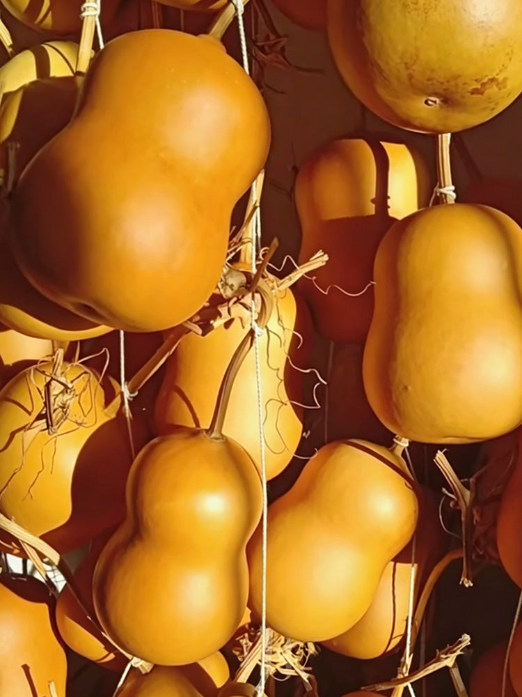 Guoguo Gourd