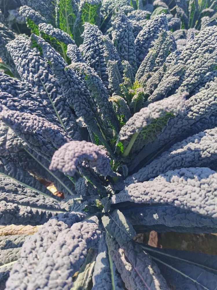Blue Feather Kale