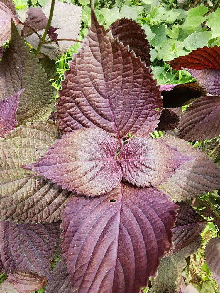 'Zifei' Purple Perilla