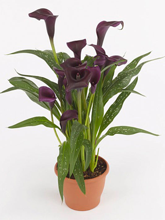 'Shelby' Calla Lily