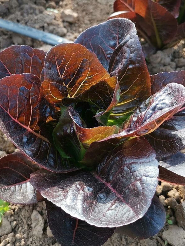 Purple Peacock Lettuce