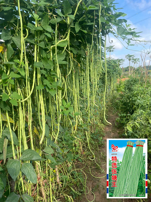'Zhangtang King' Yardlong Bean